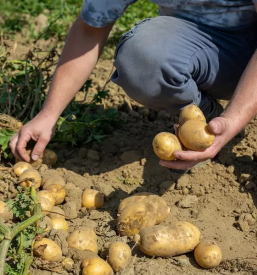 Domace bucno olje prekmurje