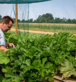 Domace bucno olje prekmurje