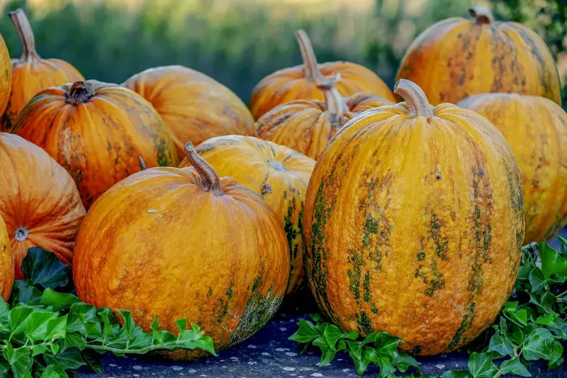 Domače bučno olje Prekmurje