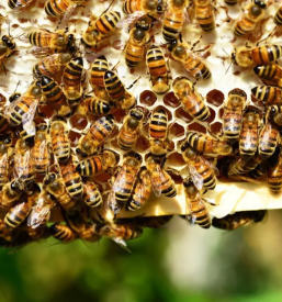 Domace cebelarstvo kobarid