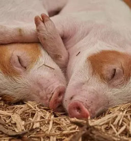 Domace jedi po narocilu idrija