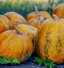 Domače sončnično olje Koroška