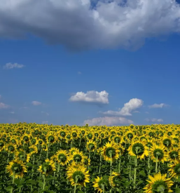 Sončnično olje Pomurje
