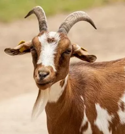 Domaci kozji sir gorenjska