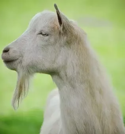 Domaci kozji sir gorenjska