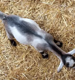 Domaci kozji sir gorenjska