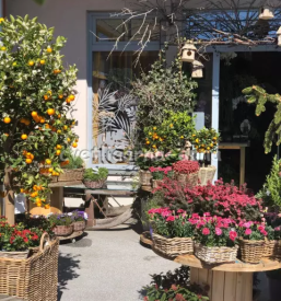 Dostava cvetja Brezovica pri Ljubljani- primerno za vse priložnosti