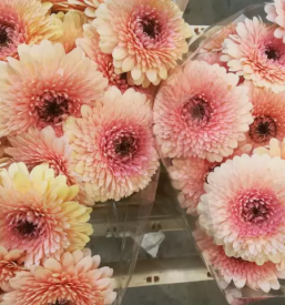 Dostava cvetja sentvid pri sticni