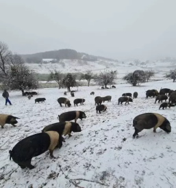 Dostava suhomesnatih izdelkov slovenija