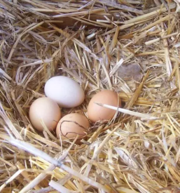 Ugodna jajca Slovenija