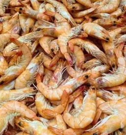 Fischrestaurant in piran