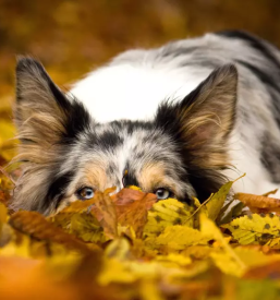 Fotografiranje hišnih živali Logatec