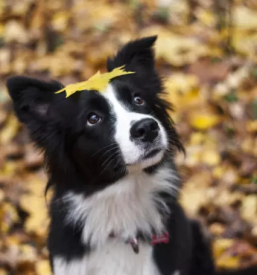 Fotografiranje hišnih ljubljenčkov Logatec, Slovenija
