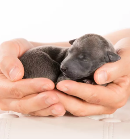 Ugodno fotografiranje hišnih ljubljenčkov Logatec