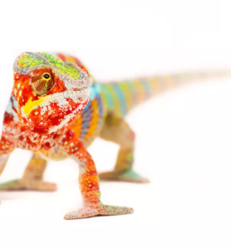 Fotografiranje mačk Logatec