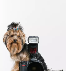 Fotografiranje psov Logatec