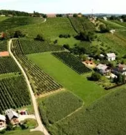 Good bottled wines in slovenia