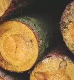 Gozdarske storitve dolenjska