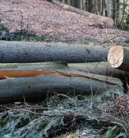 Gozdarske storitve preddvor gorenjska