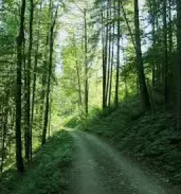 Gozdarske storitve v osrednji sloveniji