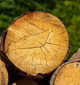 Gozdarstvo secnja in spravilo lesa gorenjska