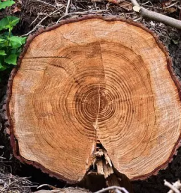 Gozdarstvo secnja in spravilo lesa gorenjska