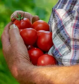 Großhandel mit obst und gemuse slowenien