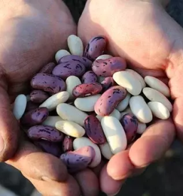 Großhandel mit obst und gemuse slowenien