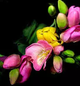 Ikebane po naročilu Ljubljana