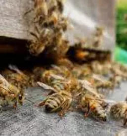 Izdelava cebeljih panjev slovenija