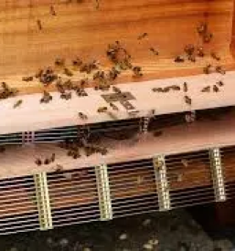 Izdelava cebeljih panjev slovenija