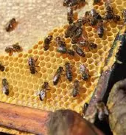 Izdelava cebeljih panjev slovenija