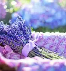 Izdelki iz sivke primorska