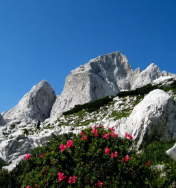 Ugodno jadralno padalstvo Kranjska Gora