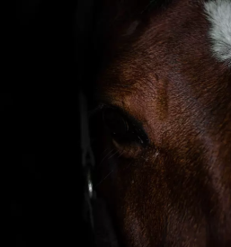 Učenje jahanja konj za odrasle Celje, Savinjska