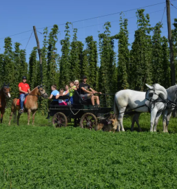 Jahanje konj za odrasle in otroke Celje, Savinjska