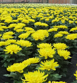 Jesensko cvetje gorenjska