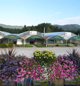 Jesensko cvetje gorenjska