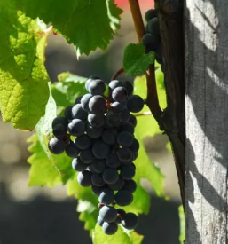 Odlično vino Vipavska