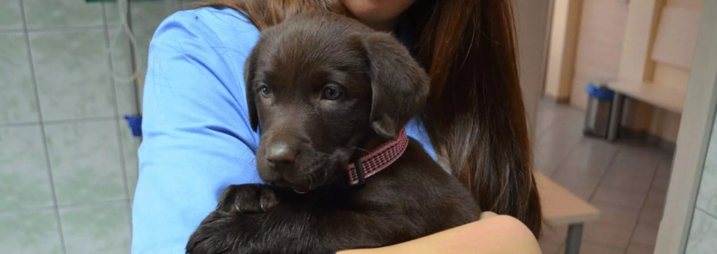 Iščete kirurgijo za male živali v Murski Soboti? Vabljeni na Veterino Škarica