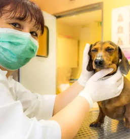 Ambulanta za male živali v Ljubljani