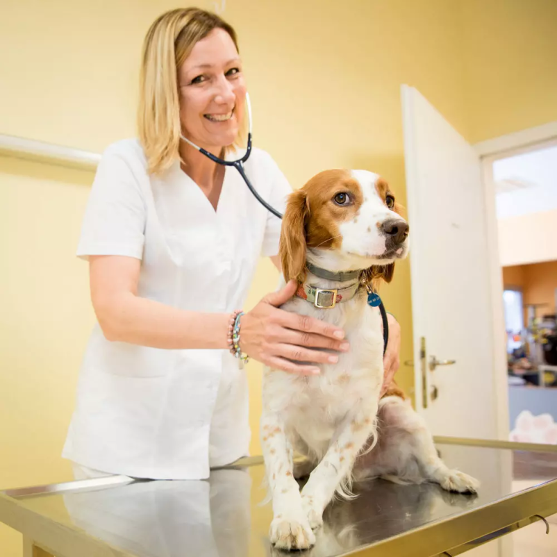 Dobra klinika za male živali v Ljubljani