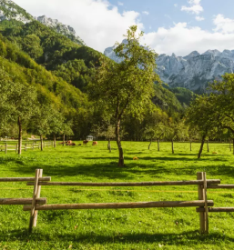 Turistična kmetija z nastanitvijo Gora Olševo