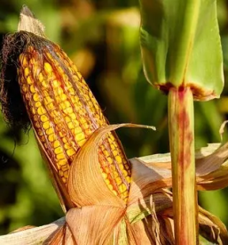 Zaščita proti škodljivcem