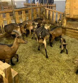 Kmetijske delavnice za otroke ljubljana