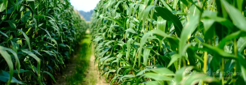 Kje potekajo kmetijske raziskave v Sloveniji