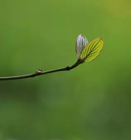 Kosnja trave stajerska