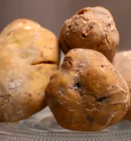 Kozji sir s tartufi slovenija