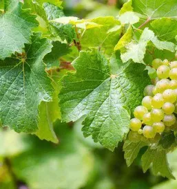 Kvalitetna bela vina Vipavska dolina, Slovenija