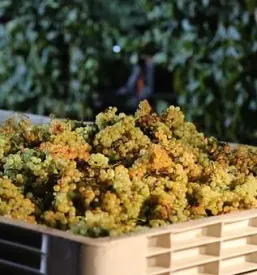 Kvalitetna bela vina Vipavska dolina, Višava
